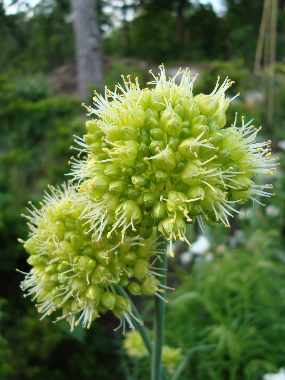 Allium macropetalum