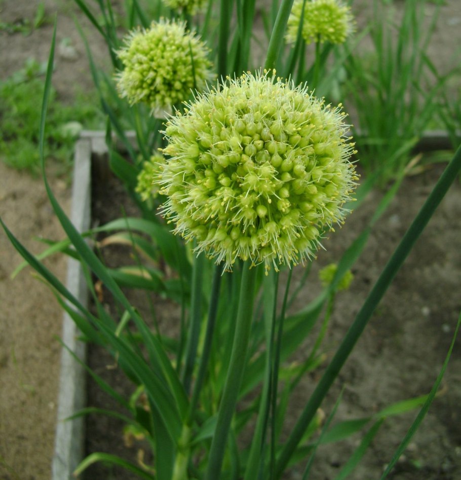 Лук пскемский Allium pskemense