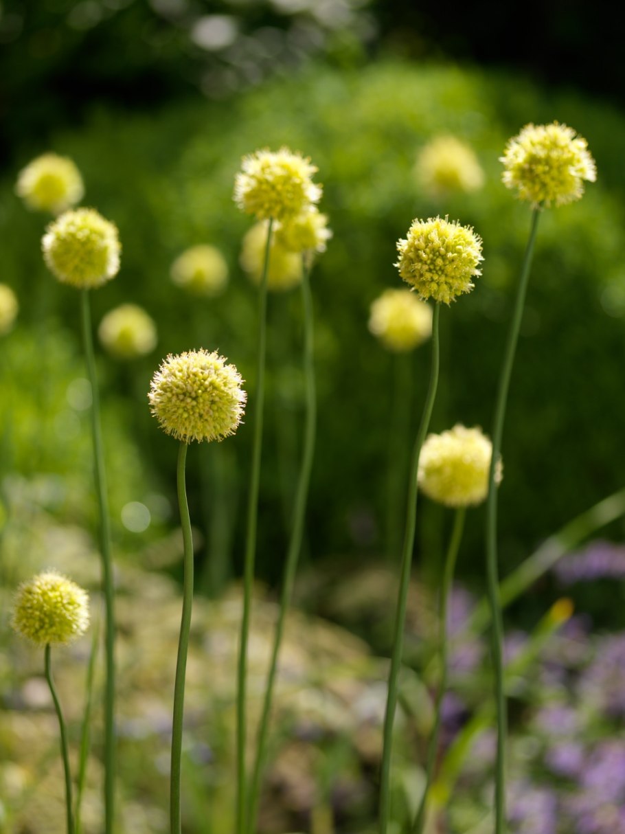 Лук косой Allium obliquum