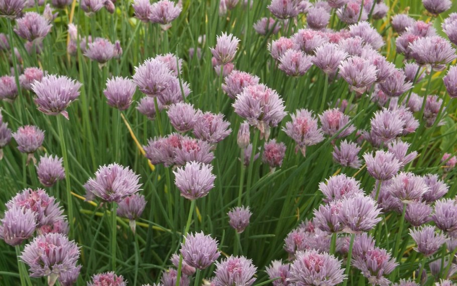 Allium galanthum