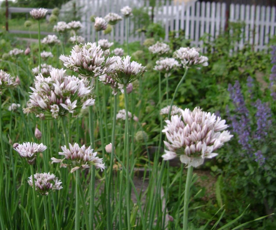 Allium altaicum