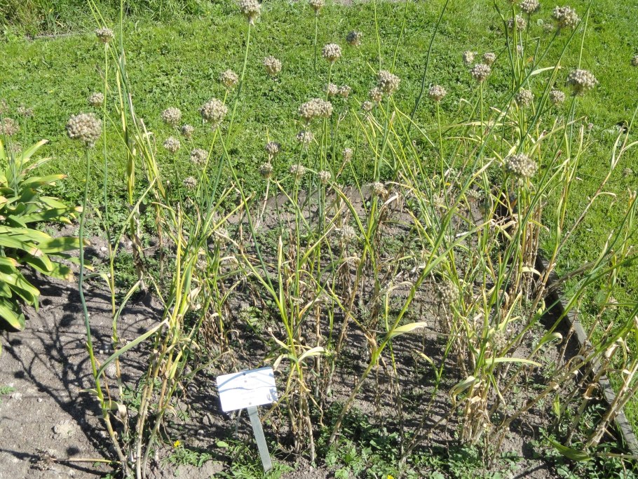 Лук шнитт (лук скорода)