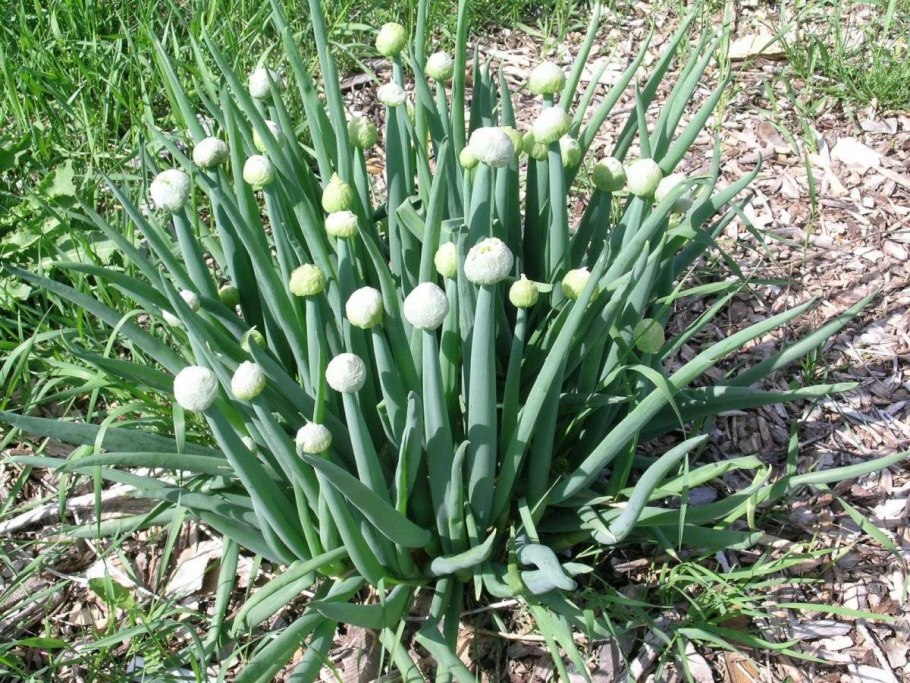 Allium ledebourianum