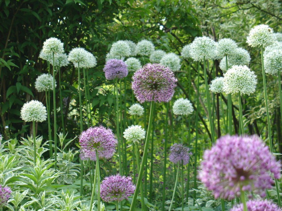 Аллиум Ivory Queen