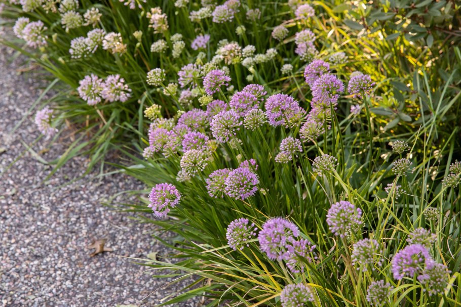 Лук шнитт Чемал