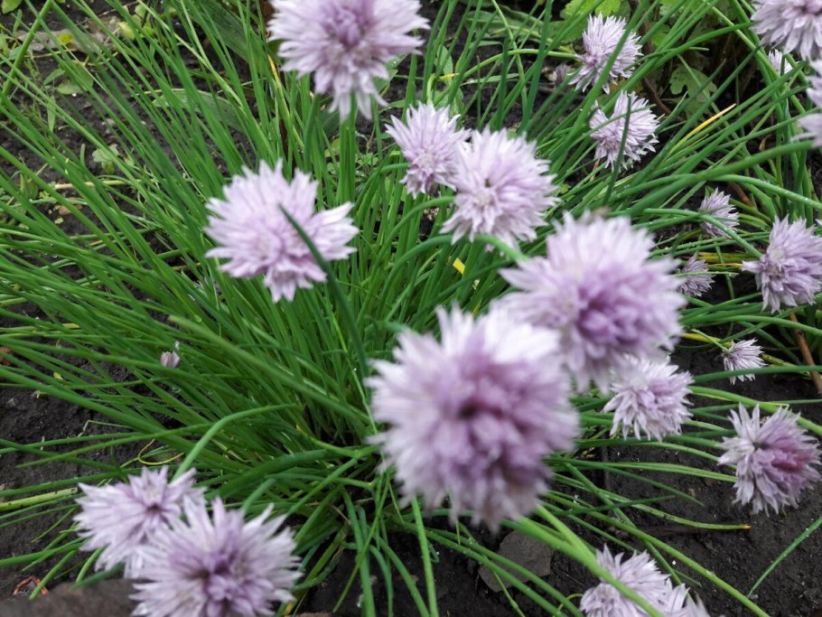 Лук декоративный Островского