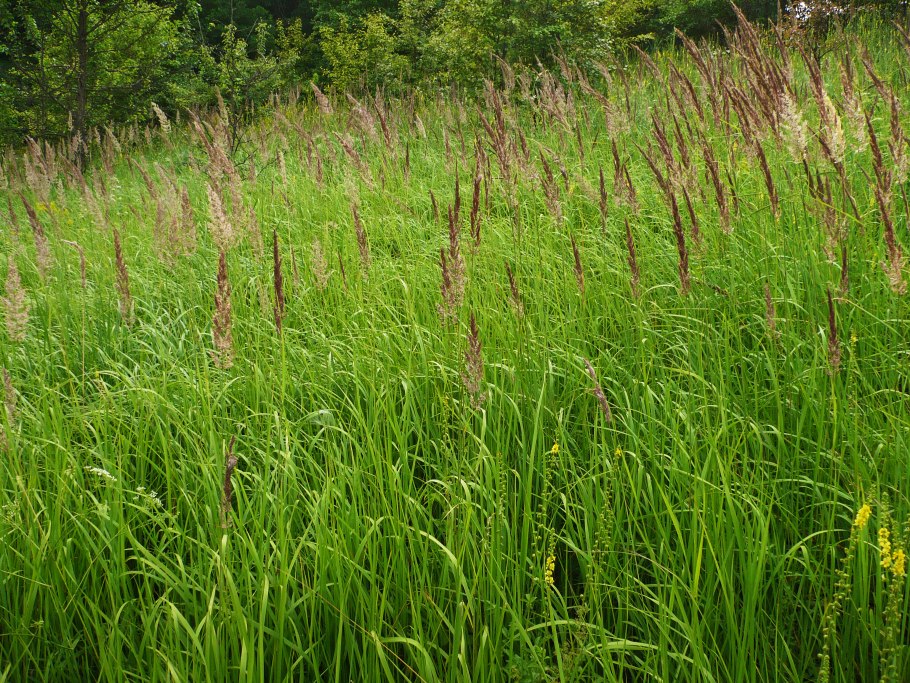 Вейник Наземный Calamagrostis epigejos