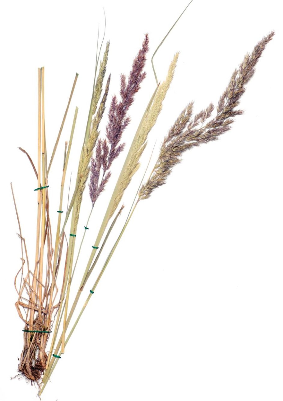 Вейник тростниковидный Calamagrostis arundinacea