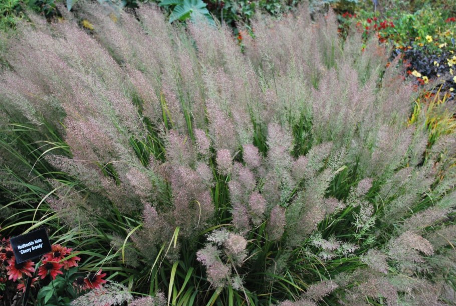 Вейник тростниковидный