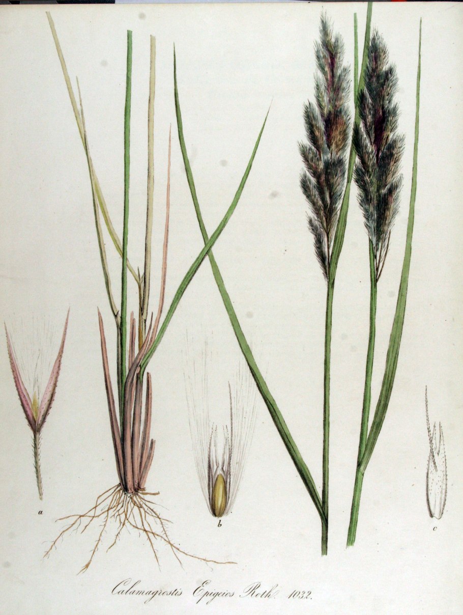 Вейник Лангсдорфа Calamagrostis langsdorffii