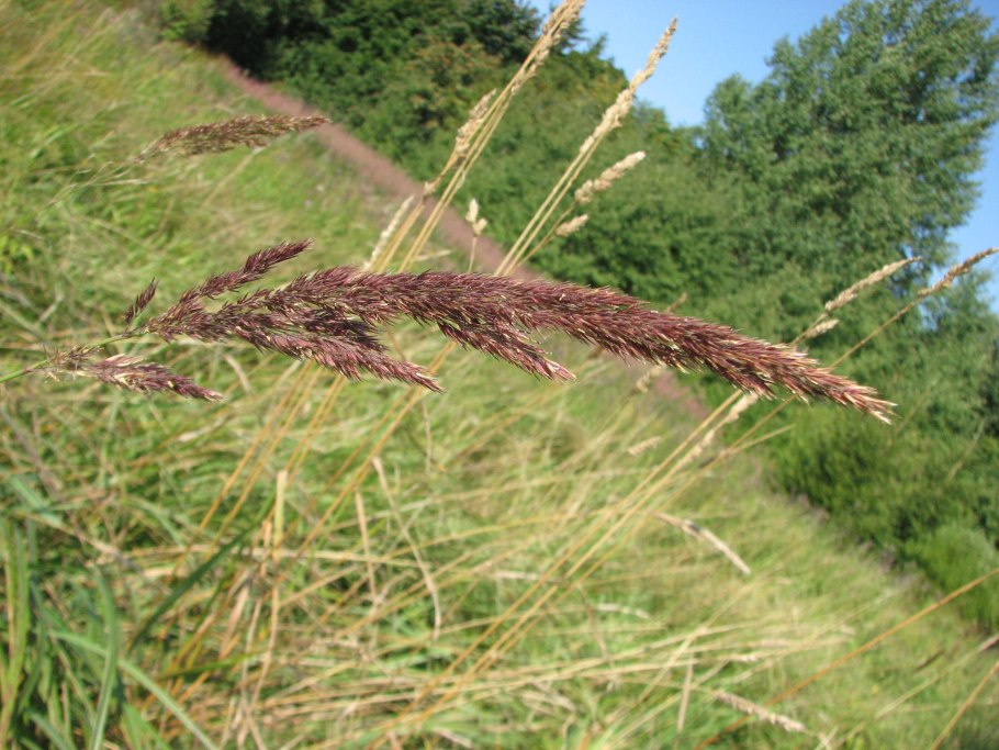 Вейник Наземный Calamagrostis epigeios
