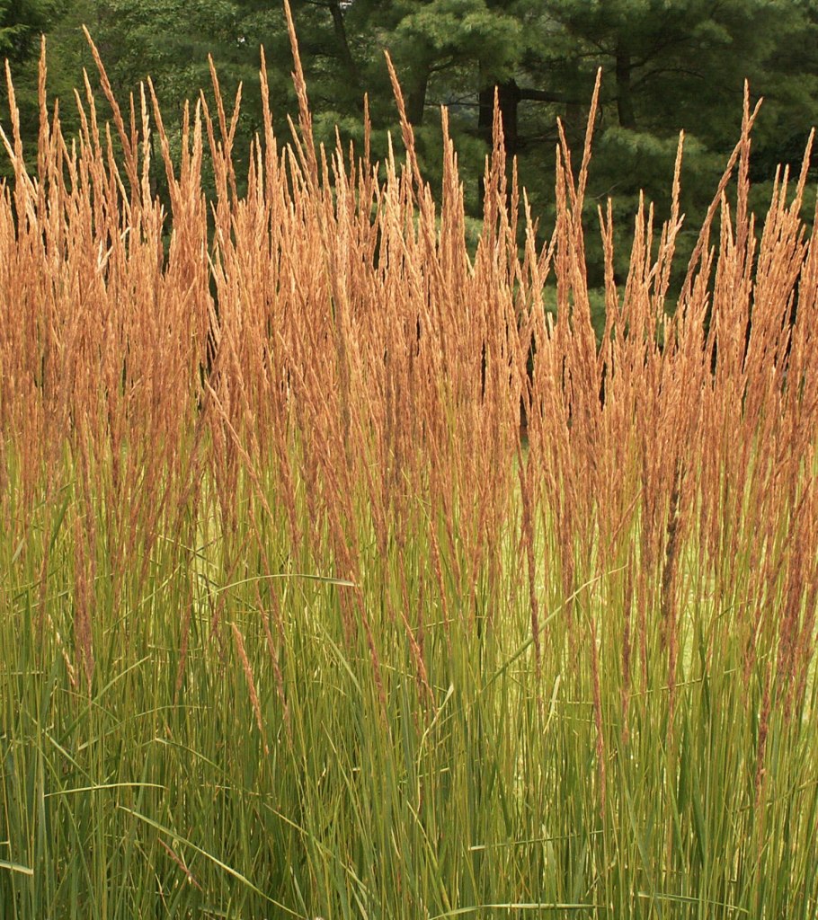 Вейник коротковолосистый