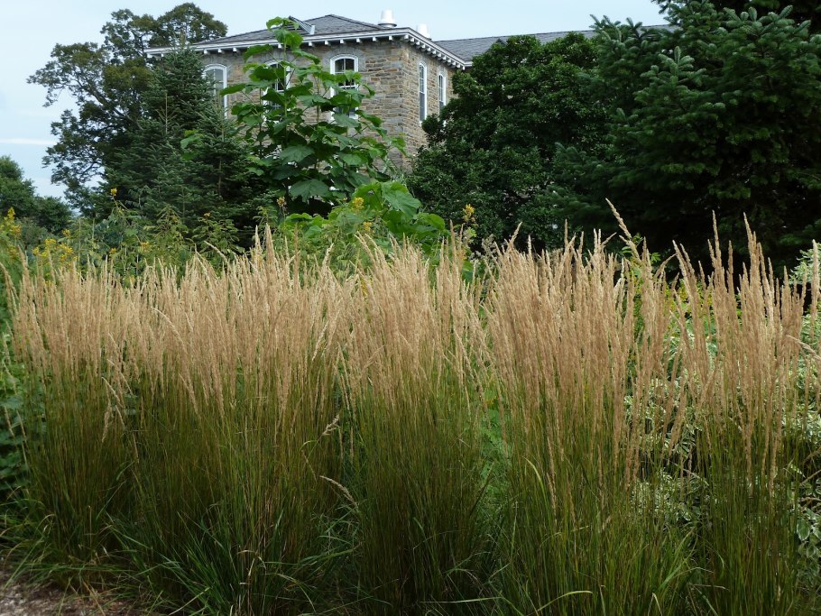 Вейник Наземный Calamagrostis epigeios