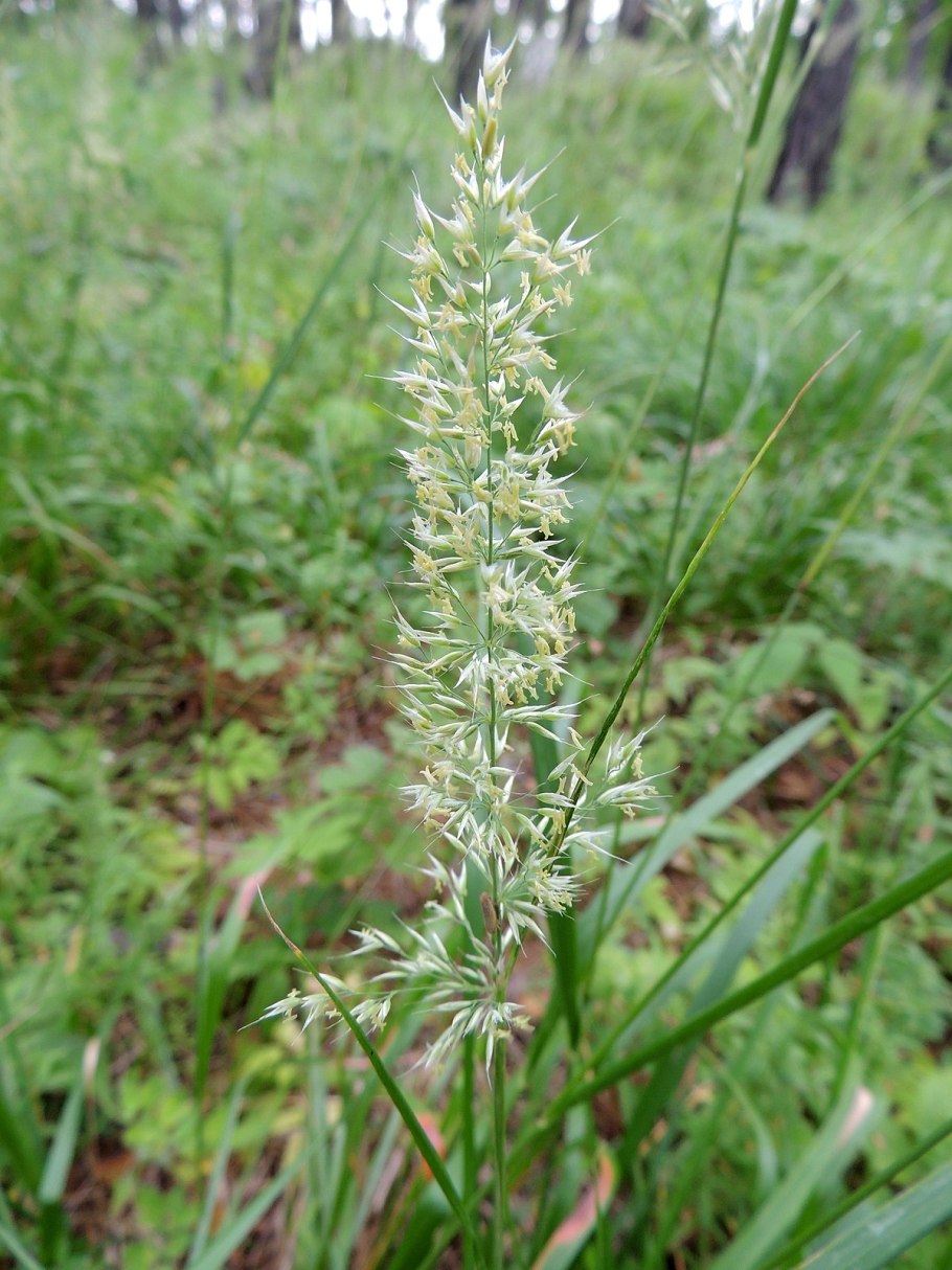 Вейник Наземный Calamagrostis epigeios