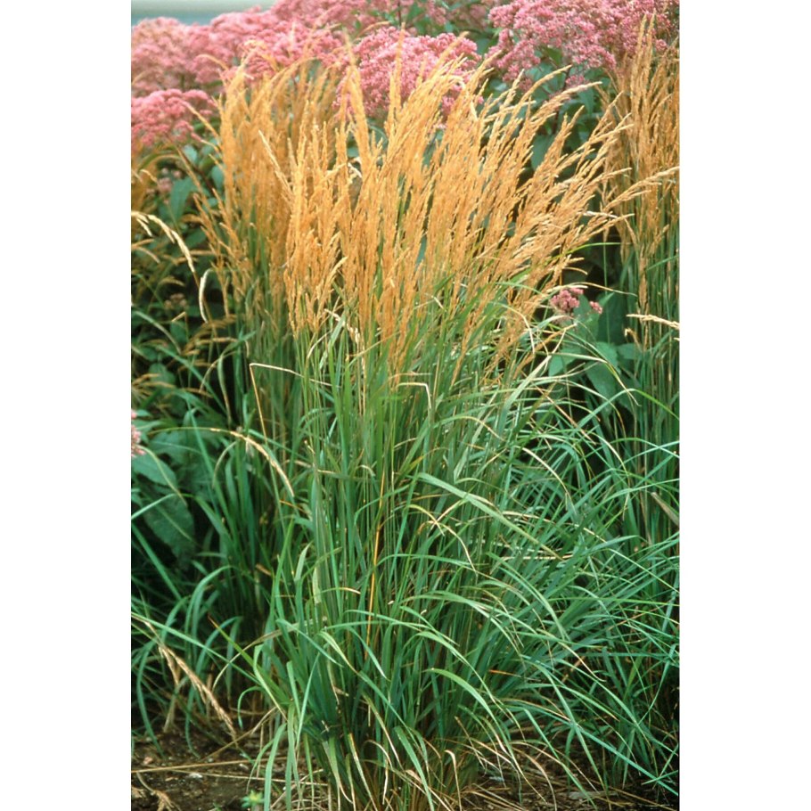 Вейник Calamagrostis acutiflora Overdam
