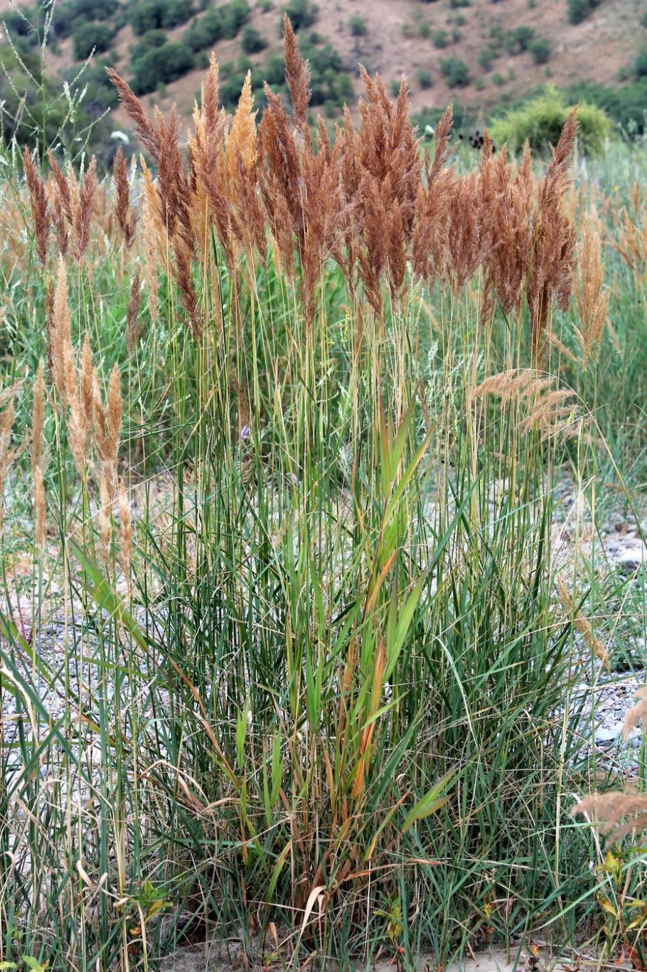 Calamagrostis epigeios Вейник