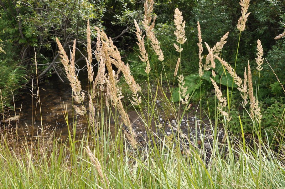 Вейник коротковолосистый
