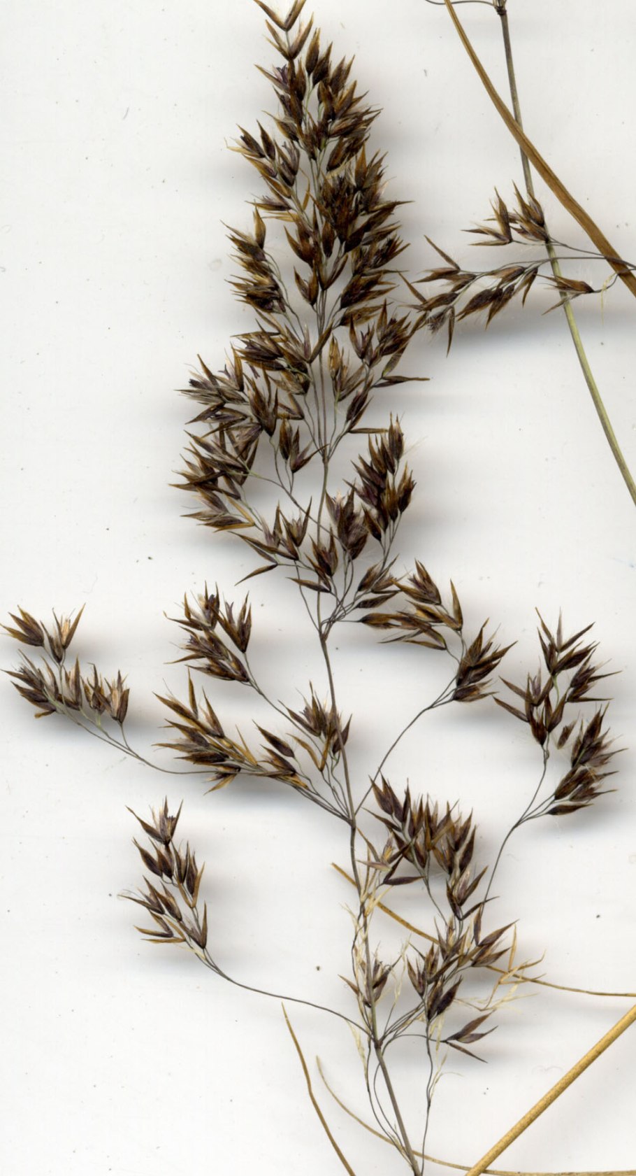 Вейник остроцветковый (Calamagrostis acutiflora ‘Avalanche’)