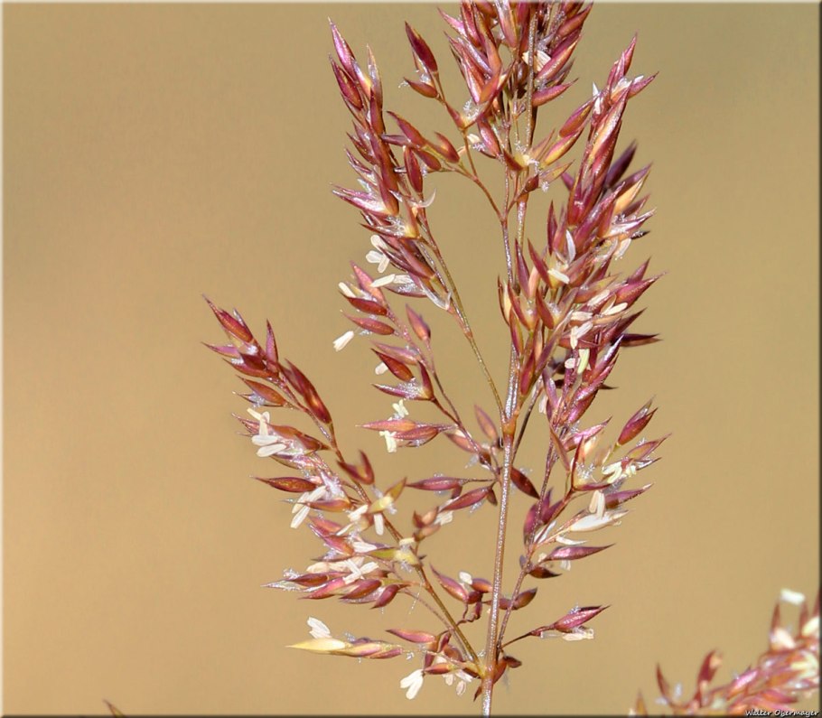 Вейник остроцветковый Overdam