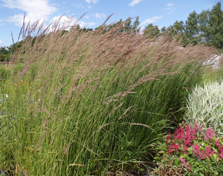 Сухоцвет Вейник