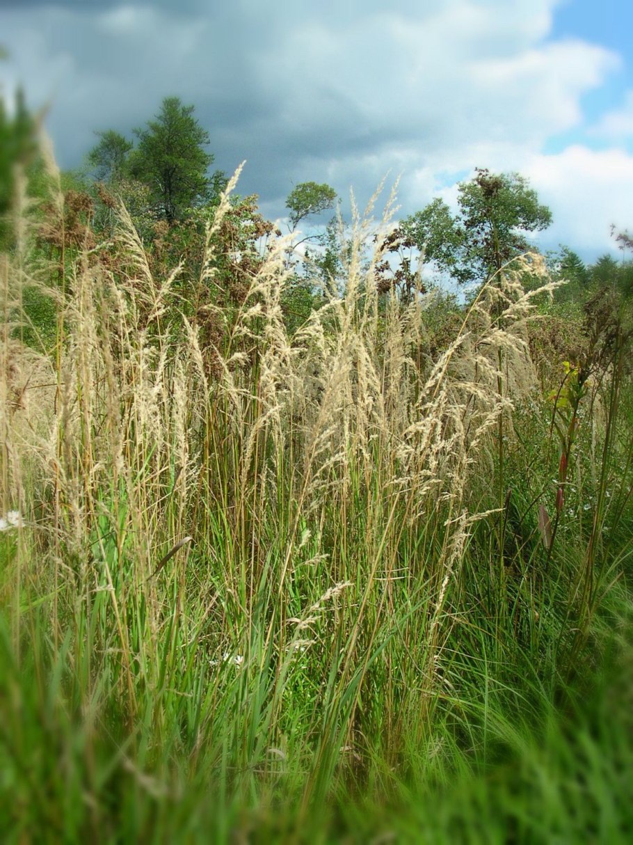 Вейник остроцветковый