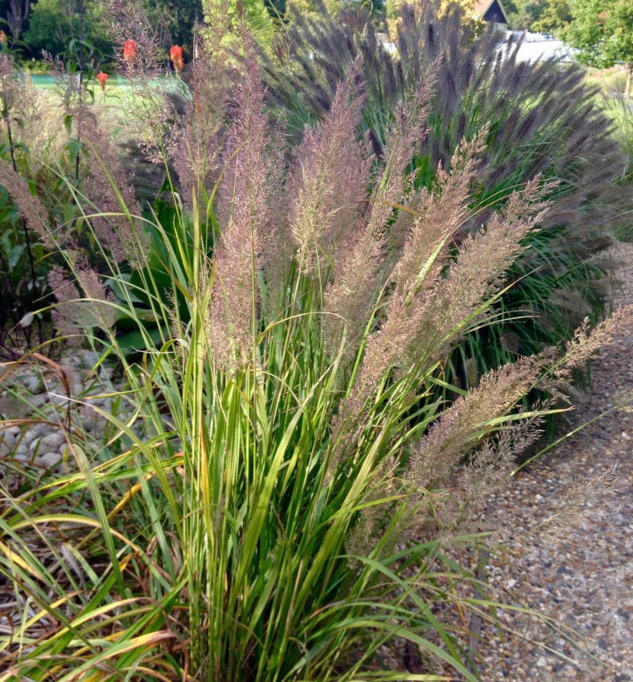 Вейник остроцветковый Karl Foerster