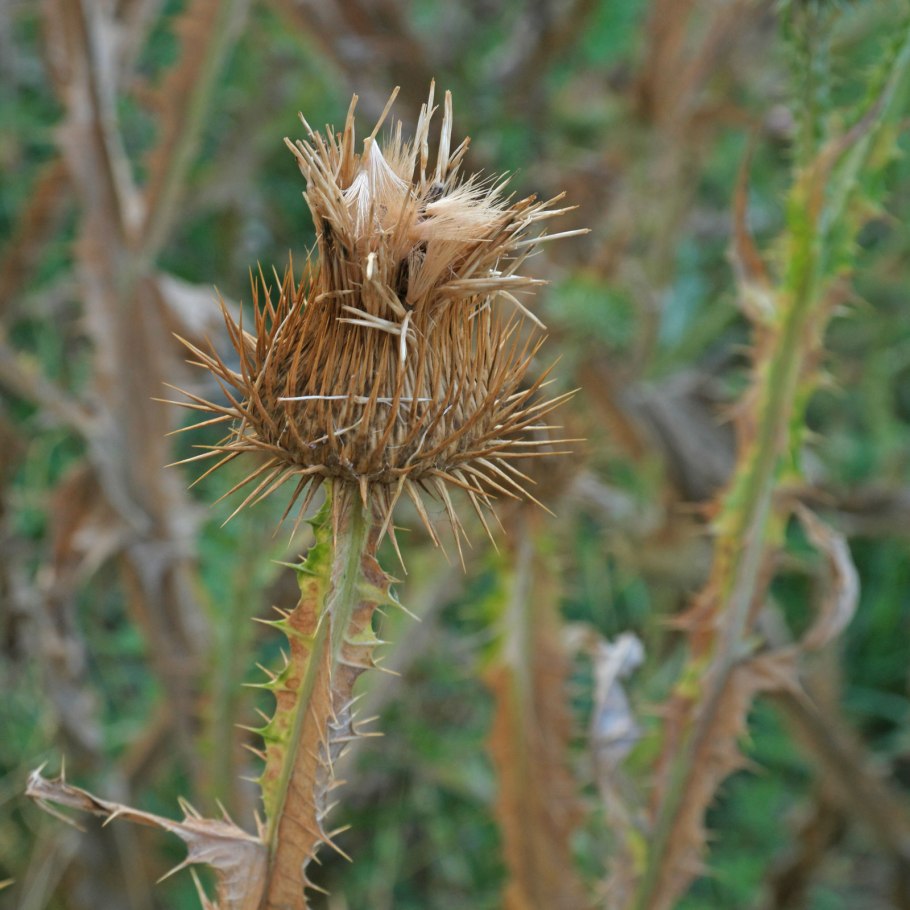 Татарник обыкновенный