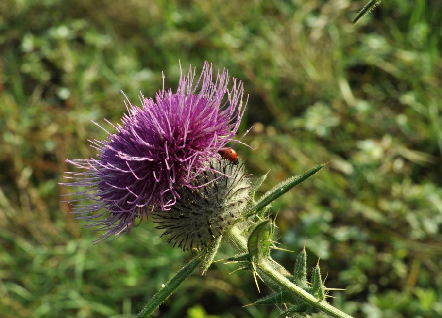 Татарник колючий корень
