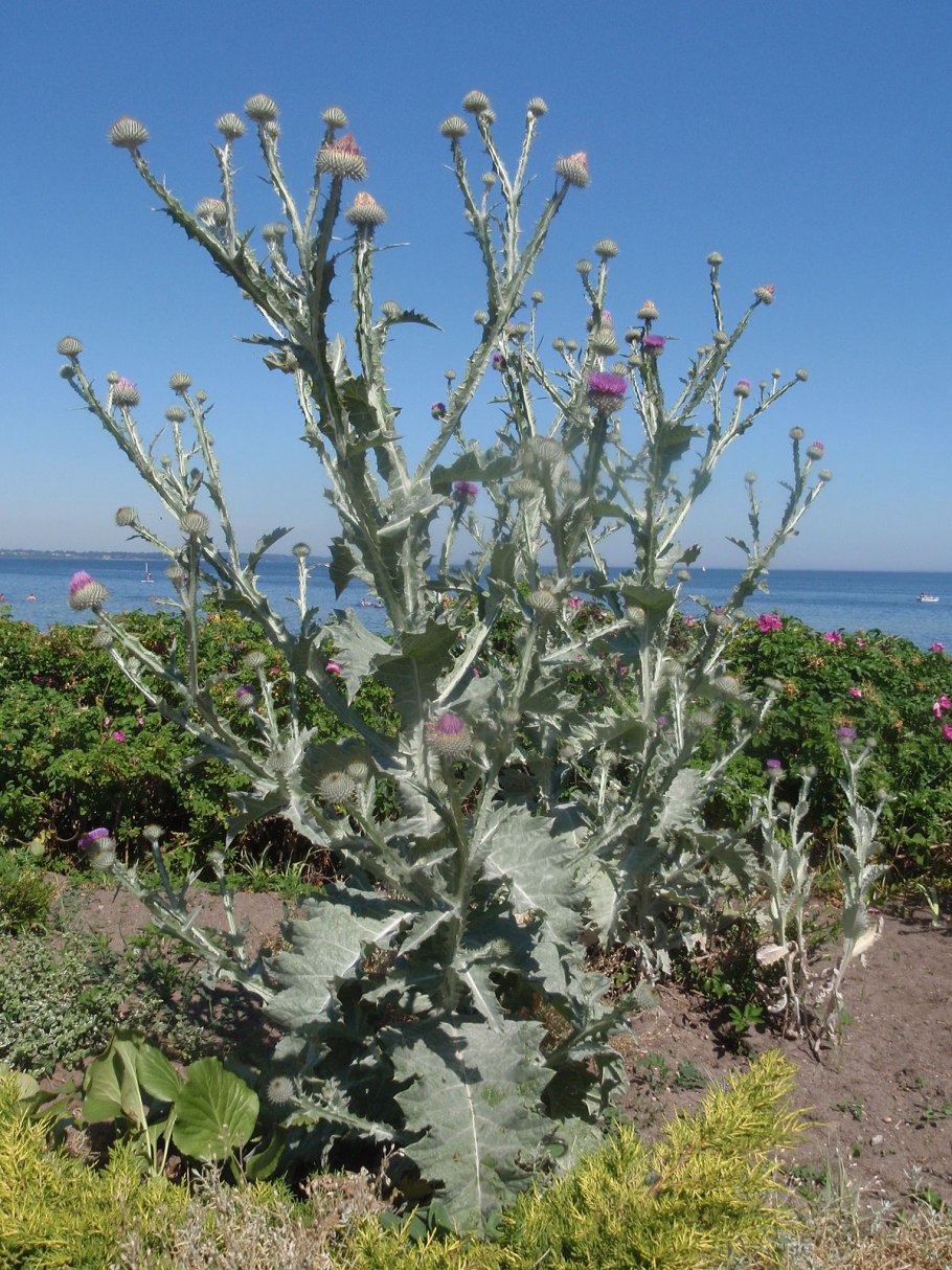 Репей чертополох Бодяк