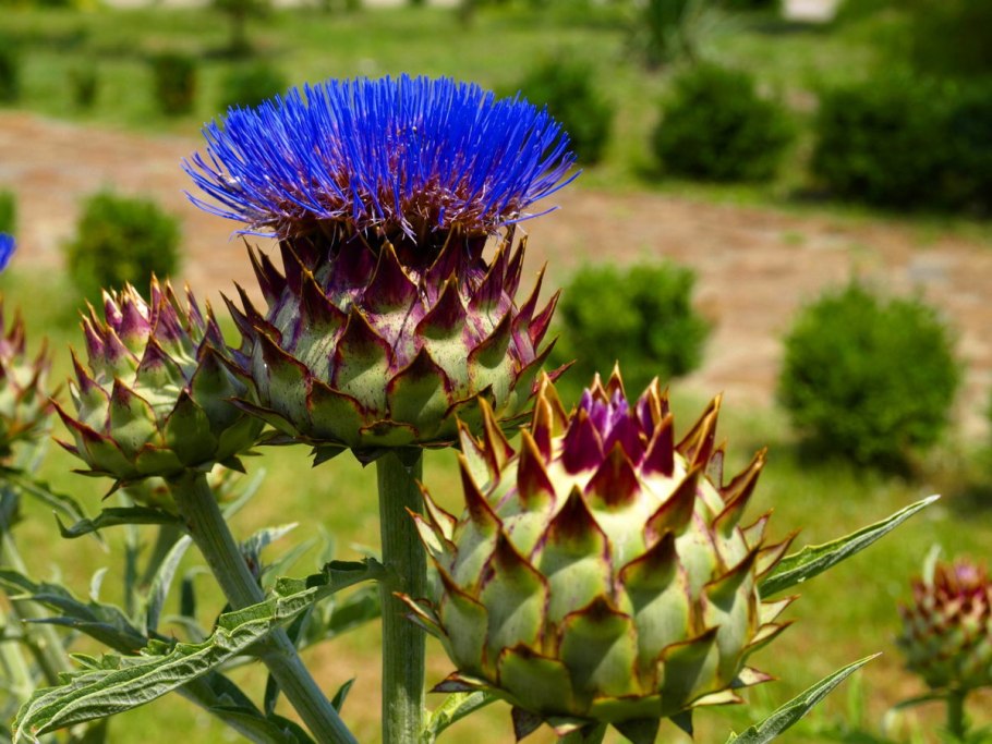 Татарник колючий лечебные