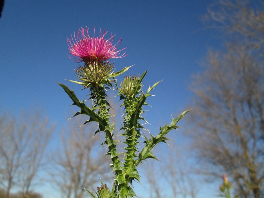 Татарник колючий (Onopordum acanthium)