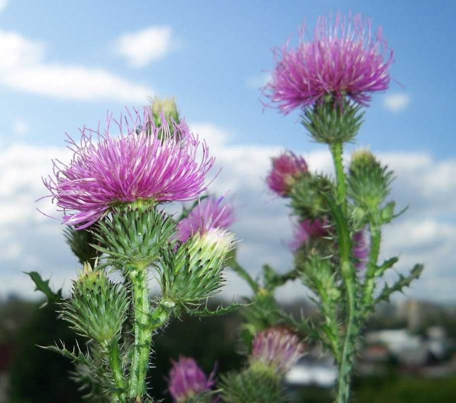 Татарник чертополох