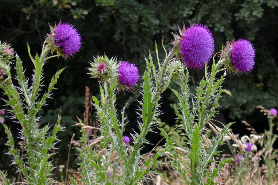 Татарник колючий чертополох
