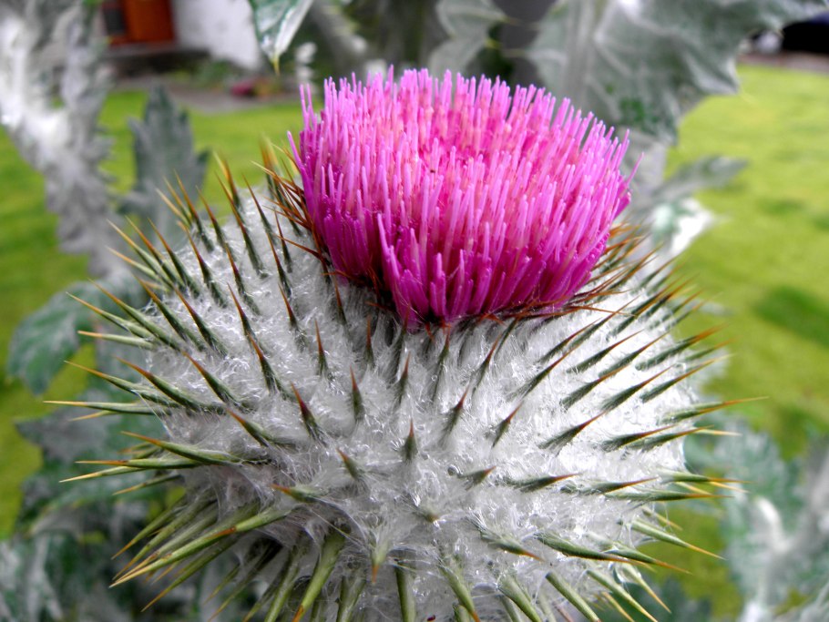 Татарник чертополох