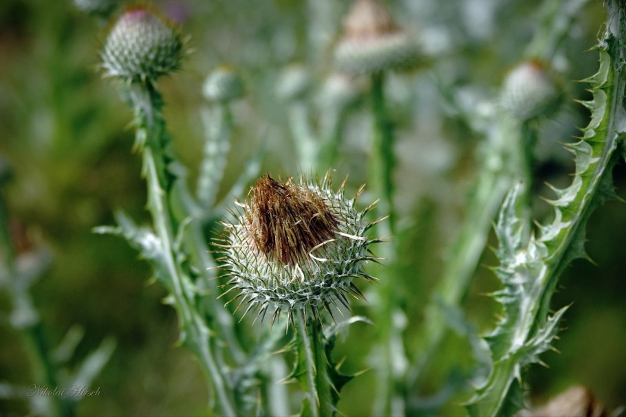 Расторопша чертополох татарник