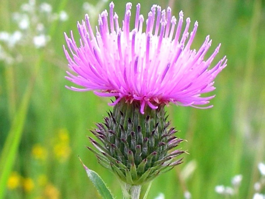 Татарник колючий (Onopordum acanthium)