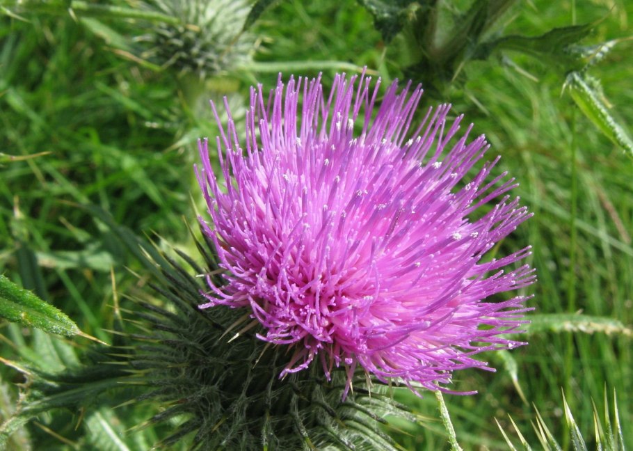 Репей чертополох Бодяк