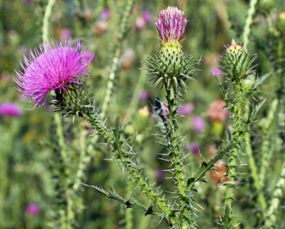 Чертополох Термера