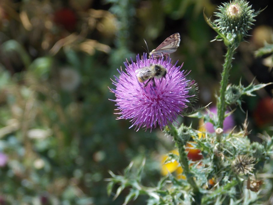 Татарник колючий сорняк