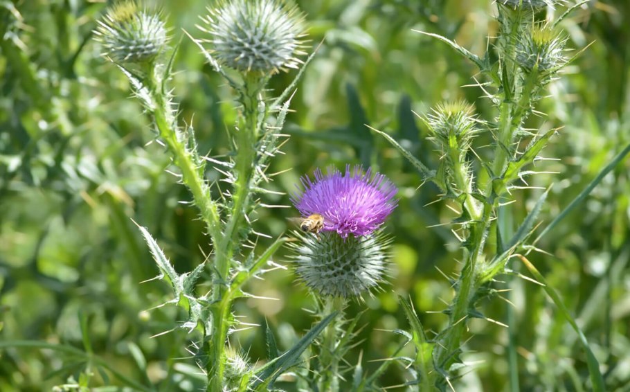 Чертополох колючий