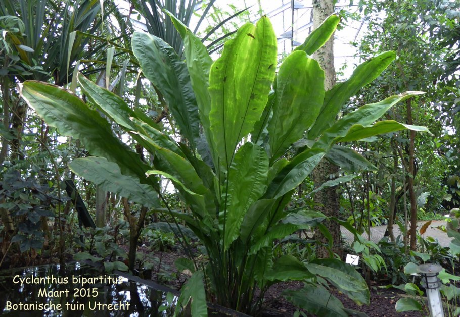 Циклантус двураздельный