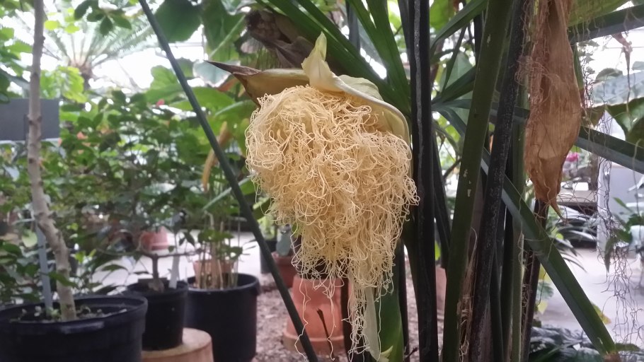 Cyclanthaceae декоративные виды