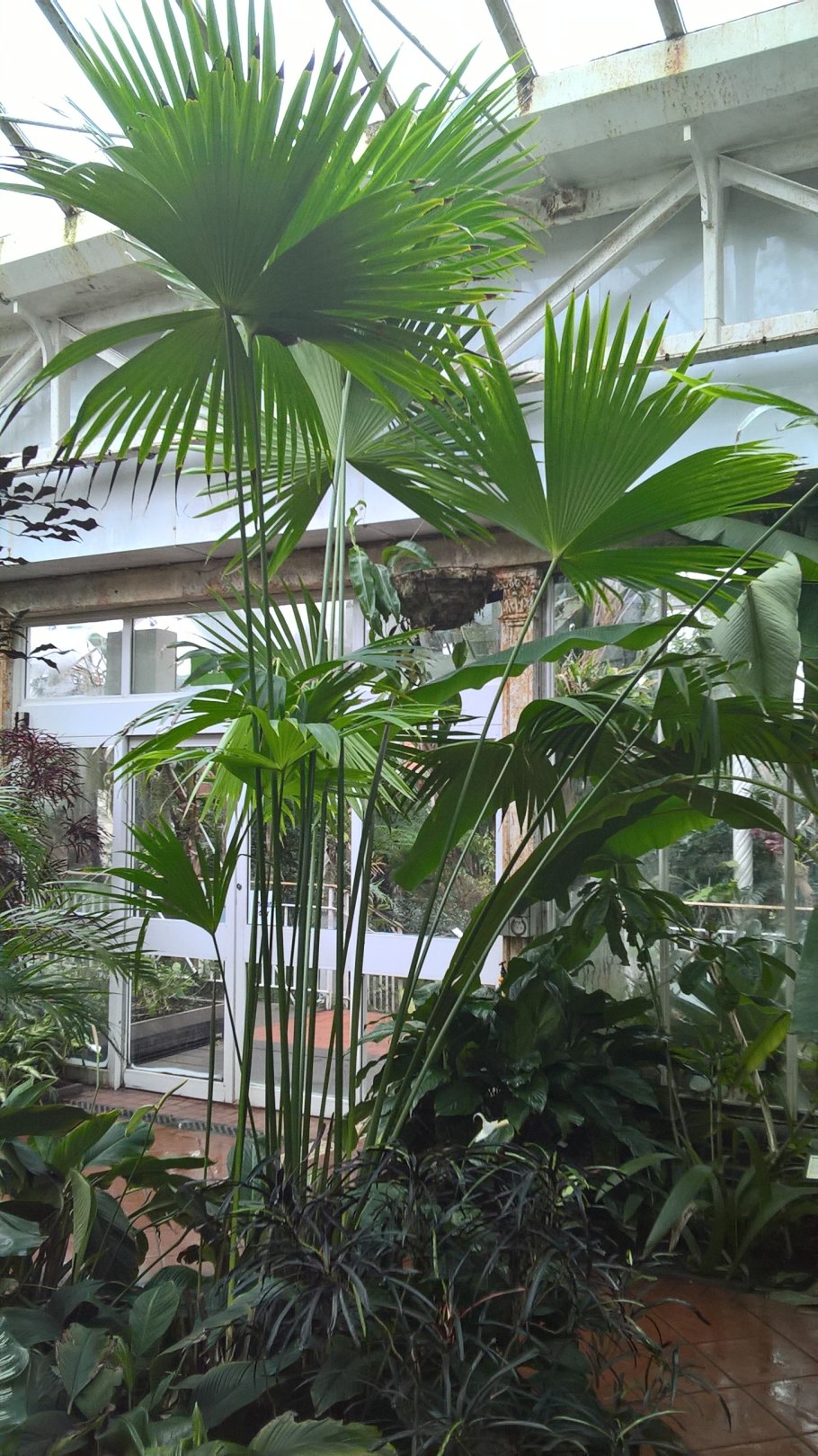 Карлюдовика пальчатая