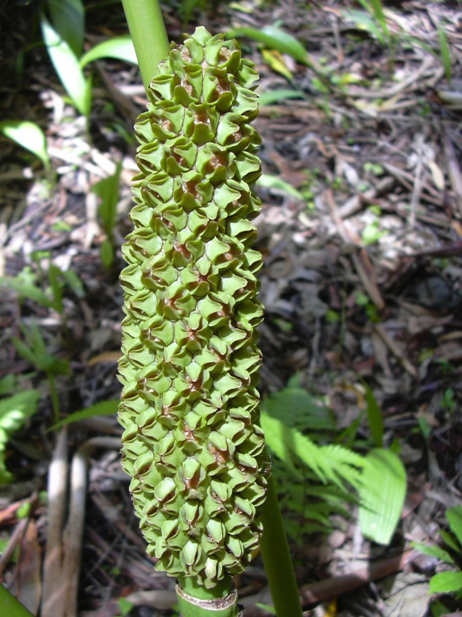 Европейская веерная Пальма