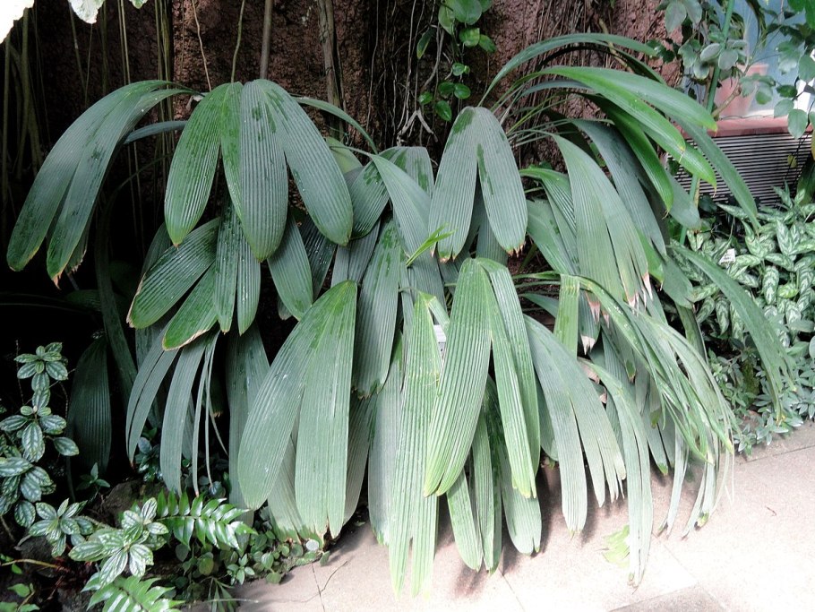 Пальма Хамеропс Элеганс