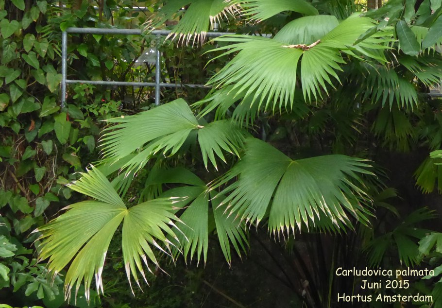 Циклантус двураздельный