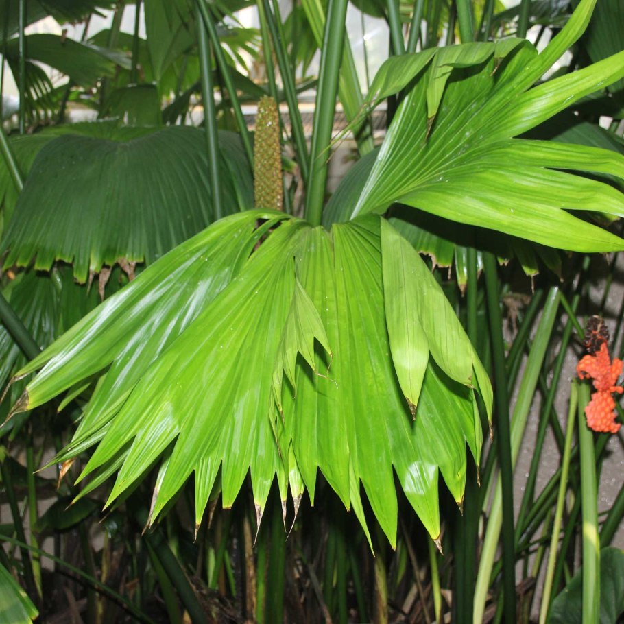 Циклантус фото