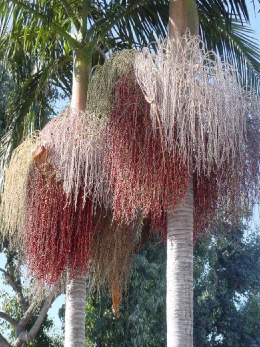 Клаудия Ким корейская актриса