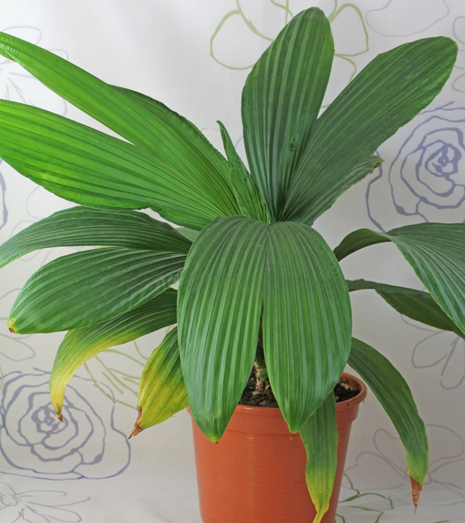 Карлюдовика пальмовидная