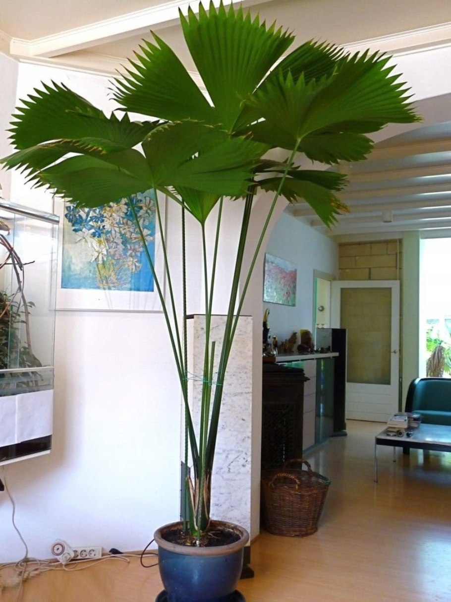 Панамская Пальма Карлюдовика